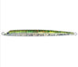 Sea Falcon Cutlassfish  Semi long.